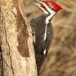 澳门现金牌九:揭秘赌场中的策略与技巧 d55337i