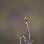 澳门第一游戏:揭开博彩业背后的精彩故事与魅力 gmbzx